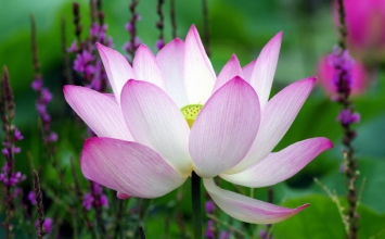 Hãy làm chủ tâm mình, ta sẽ làm chủ cuộc sống